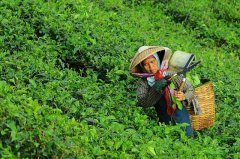 大田作物四情監測系統，讓茶園種植搭上“科技快車”