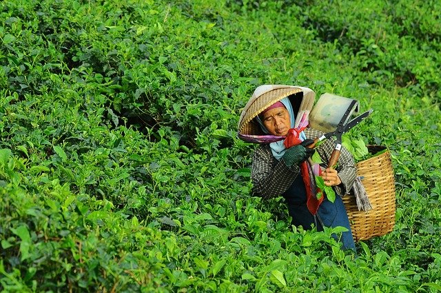 大田作物四情監測系統，讓茶園種植搭上“科技快車”