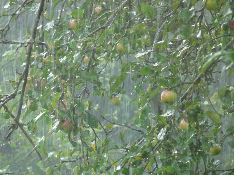 農業種植業如何應對暴雨？